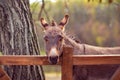 Friendly brown young donkey outdoors