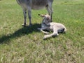 Friendly Burros Used to People, Custer State Park, South Dakota