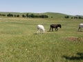 Friendly Burros Used to People, Custer State Park, South Dakota