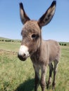 Friendly Burros Used to People, Custer State Park, South Dakota