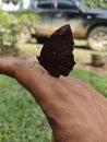 A friendly butterfly lands on your hand Royalty Free Stock Photo