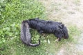 Friendly cat and dog eating together from one bowl outdoors Royalty Free Stock Photo