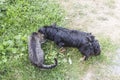 Friendly cat and dog eating together from one bowl outdoors Royalty Free Stock Photo