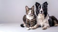 Friendly Cat and Dog Sitting Together, Portrait of Companionship, Pet Love and Harmony in a Studio Setting. Perfect for Royalty Free Stock Photo