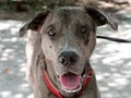 Friendly Catahoula Leopard Dog Royalty Free Stock Photo