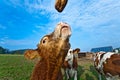 Friendly cattles on green granzing land Royalty Free Stock Photo