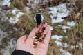 Friendly Chickadee eating from hand