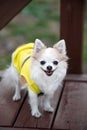Friendly Chihuahua dog standing on  wooden bench close-up portrait Royalty Free Stock Photo