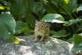 A friendly chipmunk gazes at the camera, hoping Royalty Free Stock Photo