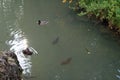 Italy: Milan Sempion Park fishes and ducks