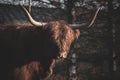 Friendly cow with long hair Royalty Free Stock Photo