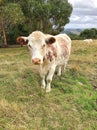 Friendly Cow in paddock looking Royalty Free Stock Photo