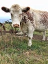 Friendly Cow standing in paddock looking Royalty Free Stock Photo