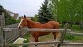 Friendly, curious brown horse with a white stripe in the face on a pasture among birches and firs looking at the camera Royalty Free Stock Photo