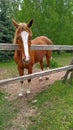 Friendly, curious brown horse with a white stripe in the face on a pasture among birches and firs looking at the camera Royalty Free Stock Photo