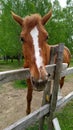 Friendly, curious brown horse with a white stripe in the face on a pasture among birches and firs looking at the camera Royalty Free Stock Photo