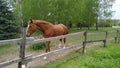 Friendly, curious brown horse with a white stripe in the face on a pasture among birches and firs looking at the camera Royalty Free Stock Photo