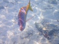 Friendly and curious Yellowtail snapper Royalty Free Stock Photo