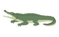 Friendly cute green alligator, funny wild animal