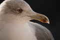 Friendly cute seagull profile face head
