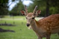 young freckled deer in temple park in Nara, Japan