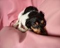 Friendly dog with a cute look on a pink lazy bag