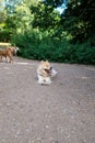 A friendly dog looking very cool and posing for his photo. Hampstead heath park