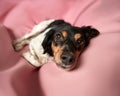 Friendly dog on a pink lazy bag