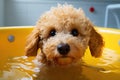 Friendly dog shower canine pedigree tub poodle doggy purebred puppy shampoo smiling