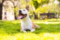 Friendly dog smile Royalty Free Stock Photo