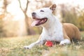 Friendly dog smile enjoying in the public park Royalty Free Stock Photo