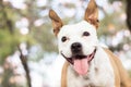 Friendly dog smile enjoying in the public park Royalty Free Stock Photo