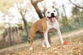 Friendly dog smile enjoying in the public park Royalty Free Stock Photo