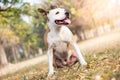 Friendly dog smile enjoying in the public park Royalty Free Stock Photo