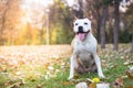 Friendly dog smile enjoying in the public park Royalty Free Stock Photo