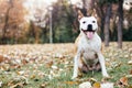 Friendly dog smile enjoying in the public park Royalty Free Stock Photo