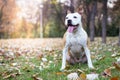 Friendly dog smile enjoying in the public park Royalty Free Stock Photo