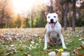 Friendly dog smile enjoying in the public park Royalty Free Stock Photo