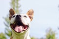 Friendly dog smile Royalty Free Stock Photo