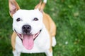 Friendly dog smile Royalty Free Stock Photo