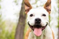 Friendly dog smile Royalty Free Stock Photo