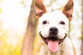 Friendly dog smile Royalty Free Stock Photo