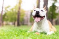 Friendly dog smile Royalty Free Stock Photo