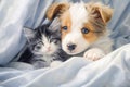 Friendly Dog spaniel puppy hugs cute kitten. Pets sleep together under white warm blanket on a bed at home Created with Royalty Free Stock Photo