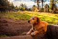 Friendly dog waiting for its master outside the doorway of a cabin in the forest on a shiny bright sunny day. Royalty Free Stock Photo