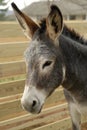 Friendly Donkey