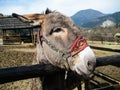 Friendly donkey on farm in Vysoke Tatry in winter weather