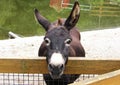 Friendly donkey