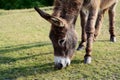 Friendly donkey grazing in the New Forest