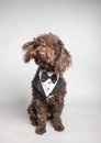 Friendly and elegant Andalusian Turkish dog looking at the camera on a white background. Pet birthday concept